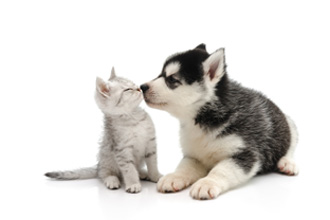 子猫と子犬