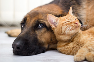 犬によりかかる猫