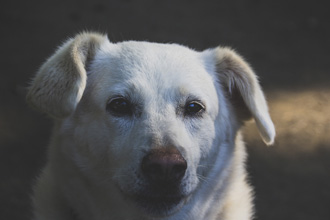 寂しそうな眼をする犬