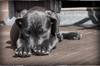 上目遣いをする犬