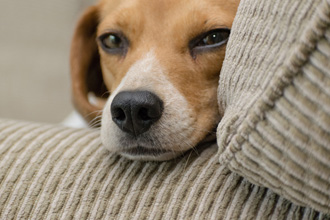 こちらの様子をうかがう犬