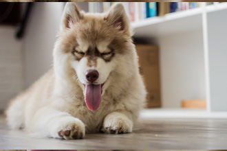 犬が目を閉じて舌を出している