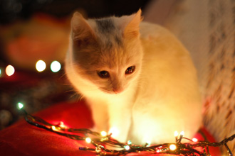 白色の子猫の足元から小さな電気があたる