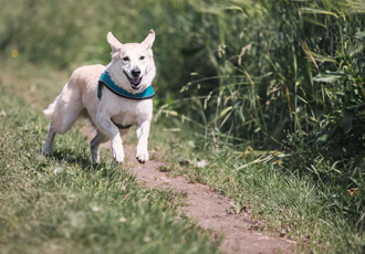 向こうから走ってくる犬