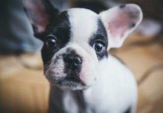 小さな仔犬がこちらを見つめる